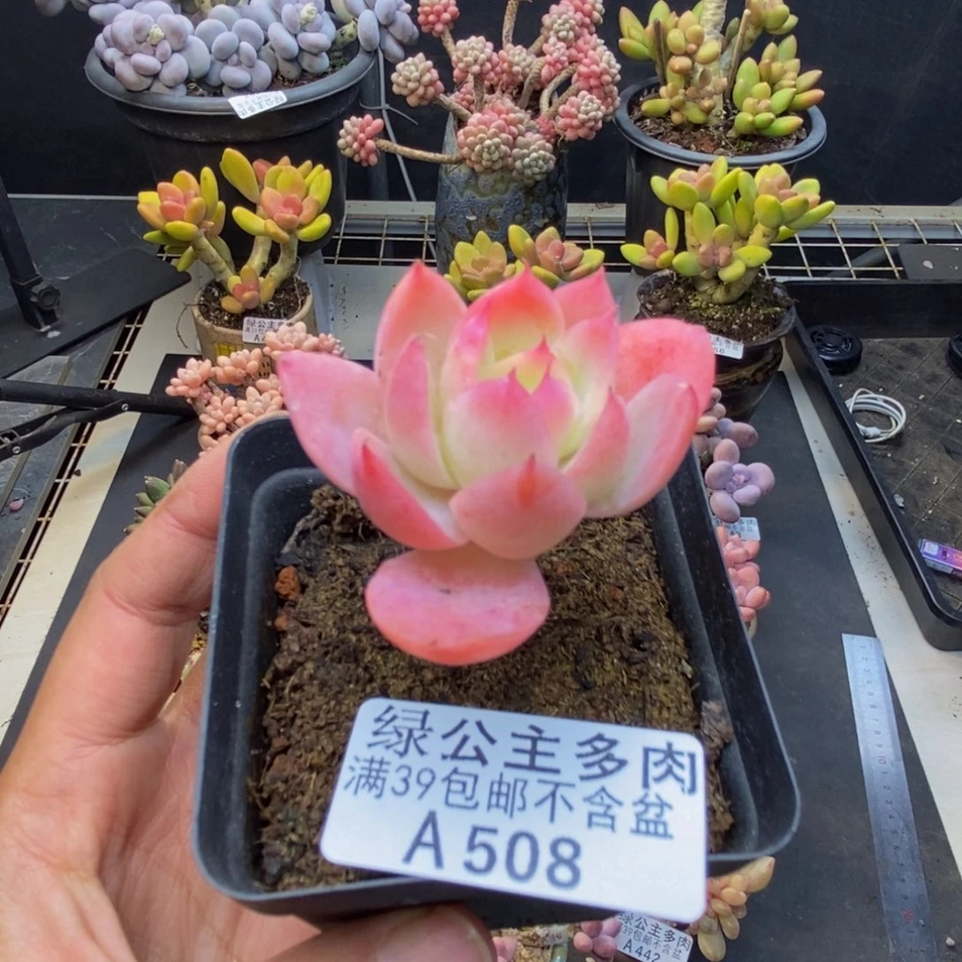 508丝绸面纱多肉4c m