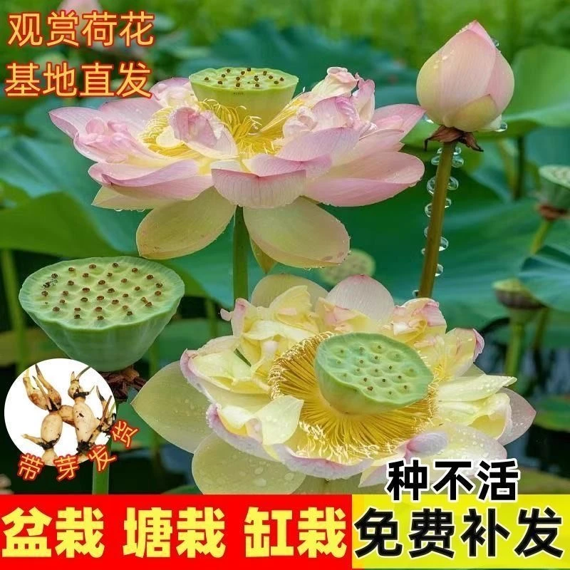 荷花种藕苗水培植物阳台庭院四季种植大型观赏池塘观赏荷花莲藕苗