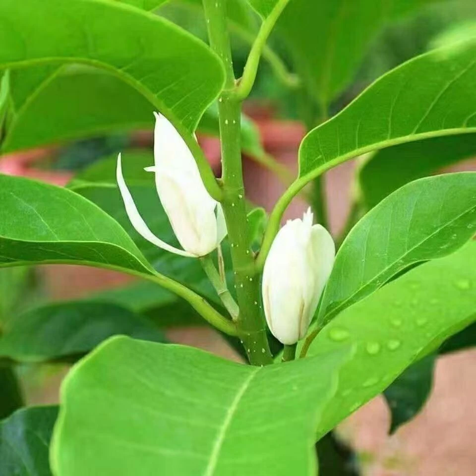 浓香型白兰花盆栽四季开花带花苞室内外好养黄角兰花卉绿植