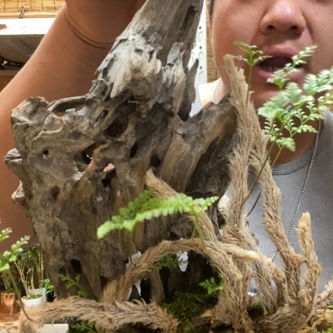 红陶小*虫一物一拍所见即所得175