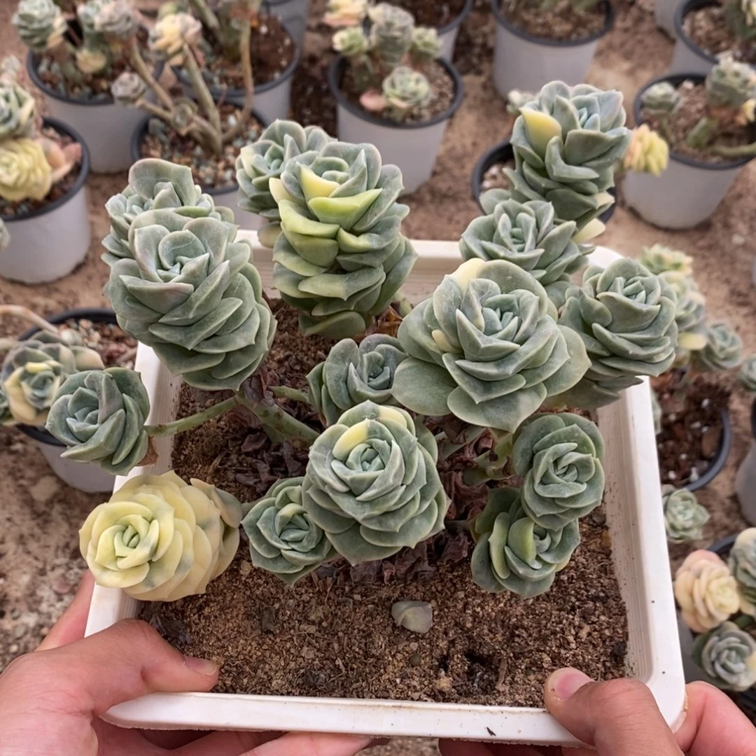 可爱玫瑰锦多肉植物7296