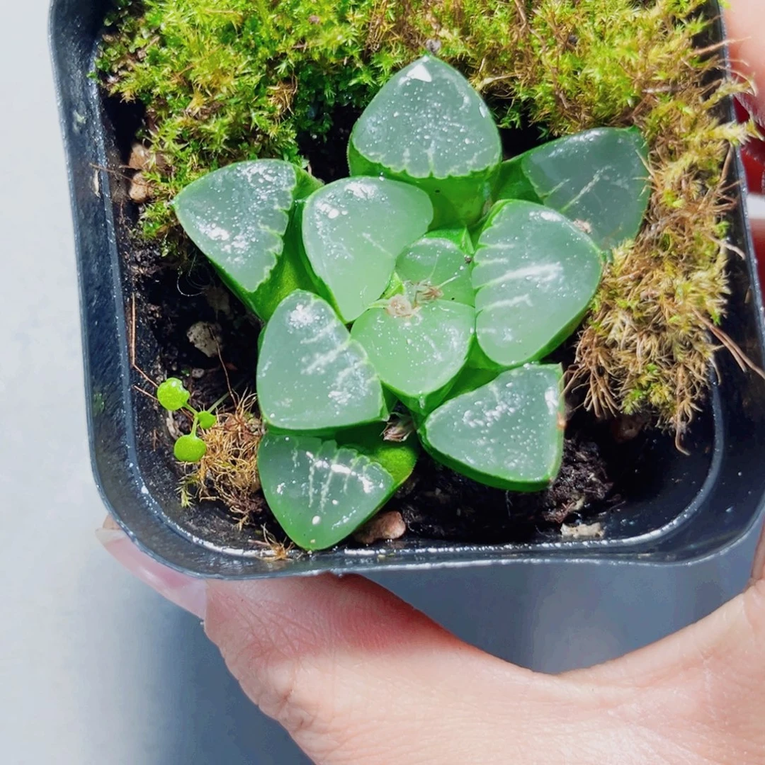 姬翠寿多肉植物6666