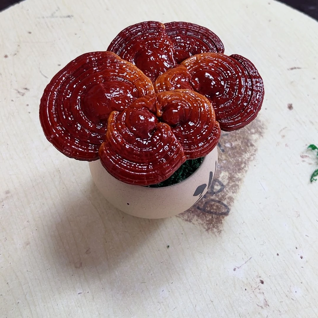 【闪购商品】无花朵