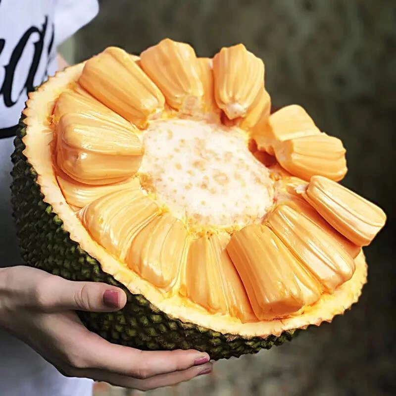 越南菠萝蜜顺丰快递整果发货新鲜5-14斤