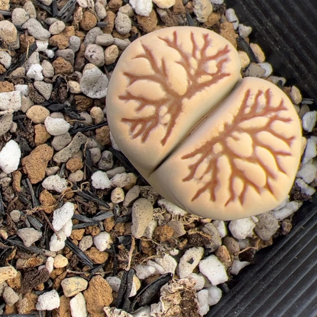 菊 化石多肉植物多肉植物