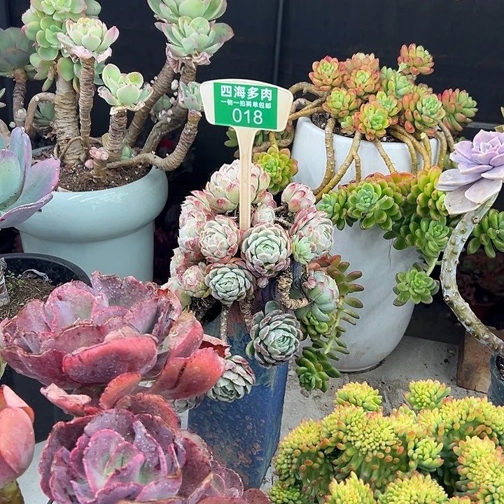 小***狼贝瑞多肉植物提取018