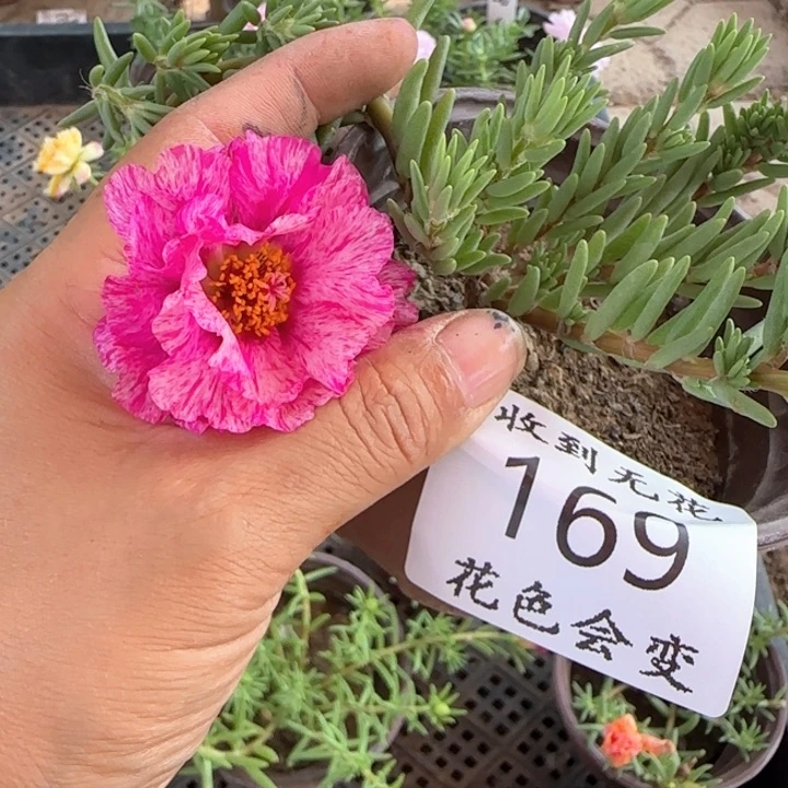 无花朵169超小苗 网红色