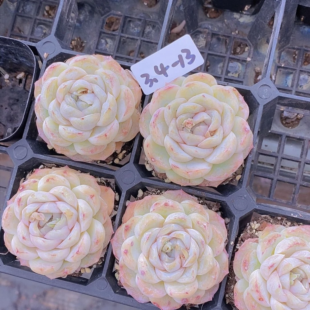 3.4-13-焦糖玛奇朵单头福利2颗 量拍