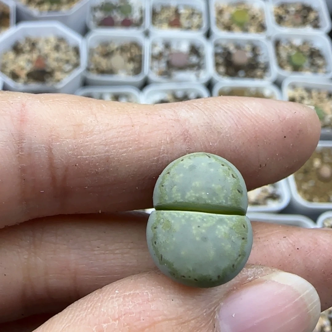 137饼干清框福利30包邮