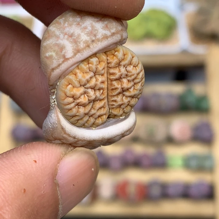 精品多肉植物大战僵尸先生