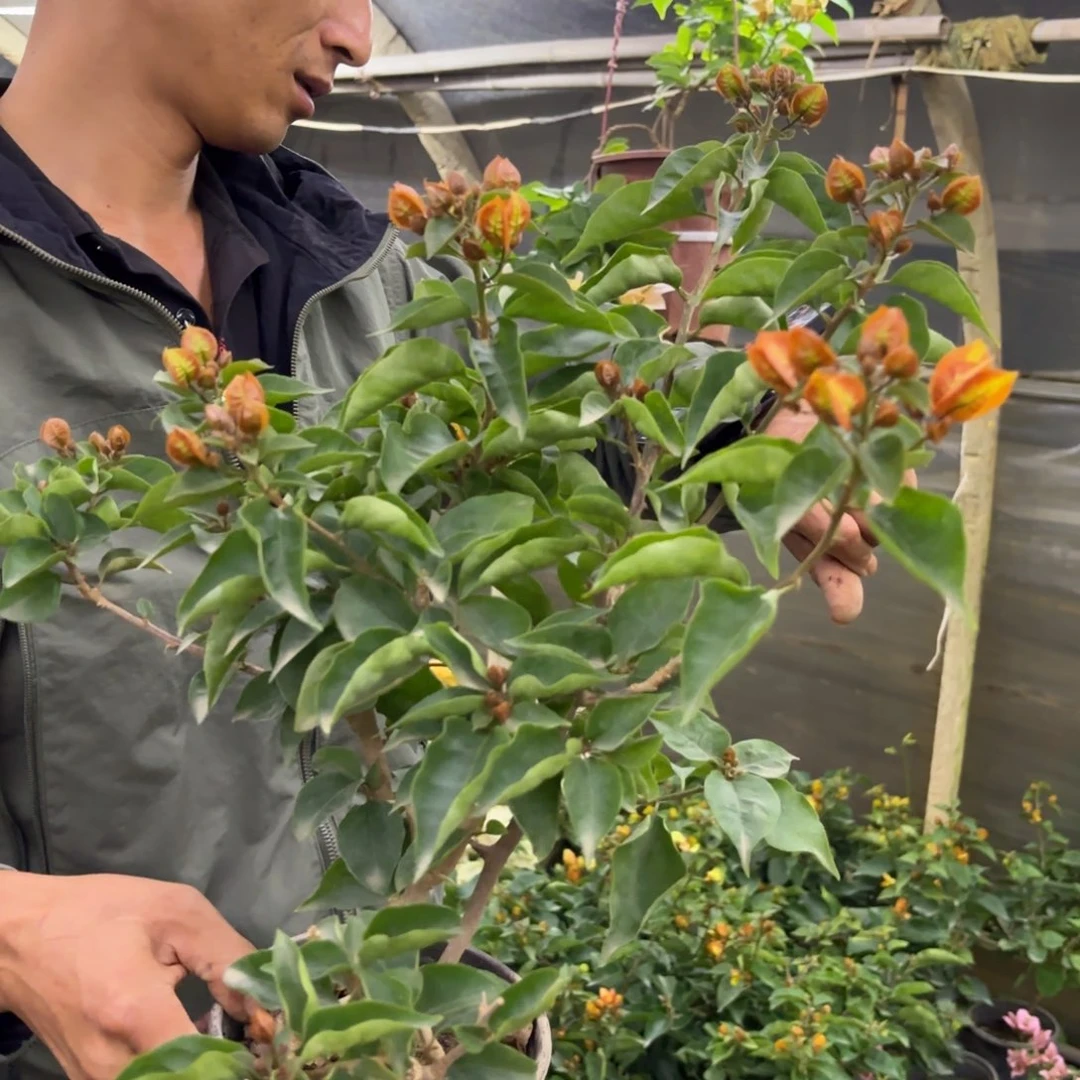 完全开放（凤凰）三角梅会落花落叶会光杆苗有大有小