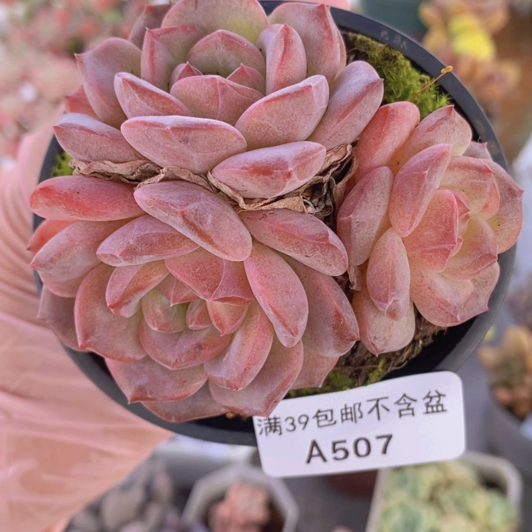 冰魄6cm507多肉植物