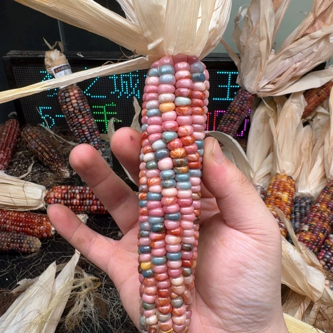 柏香籽/百香籽吊坠6****作