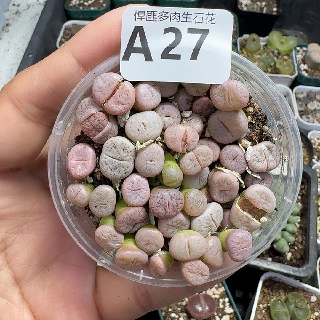 27多肉植物多肉植物