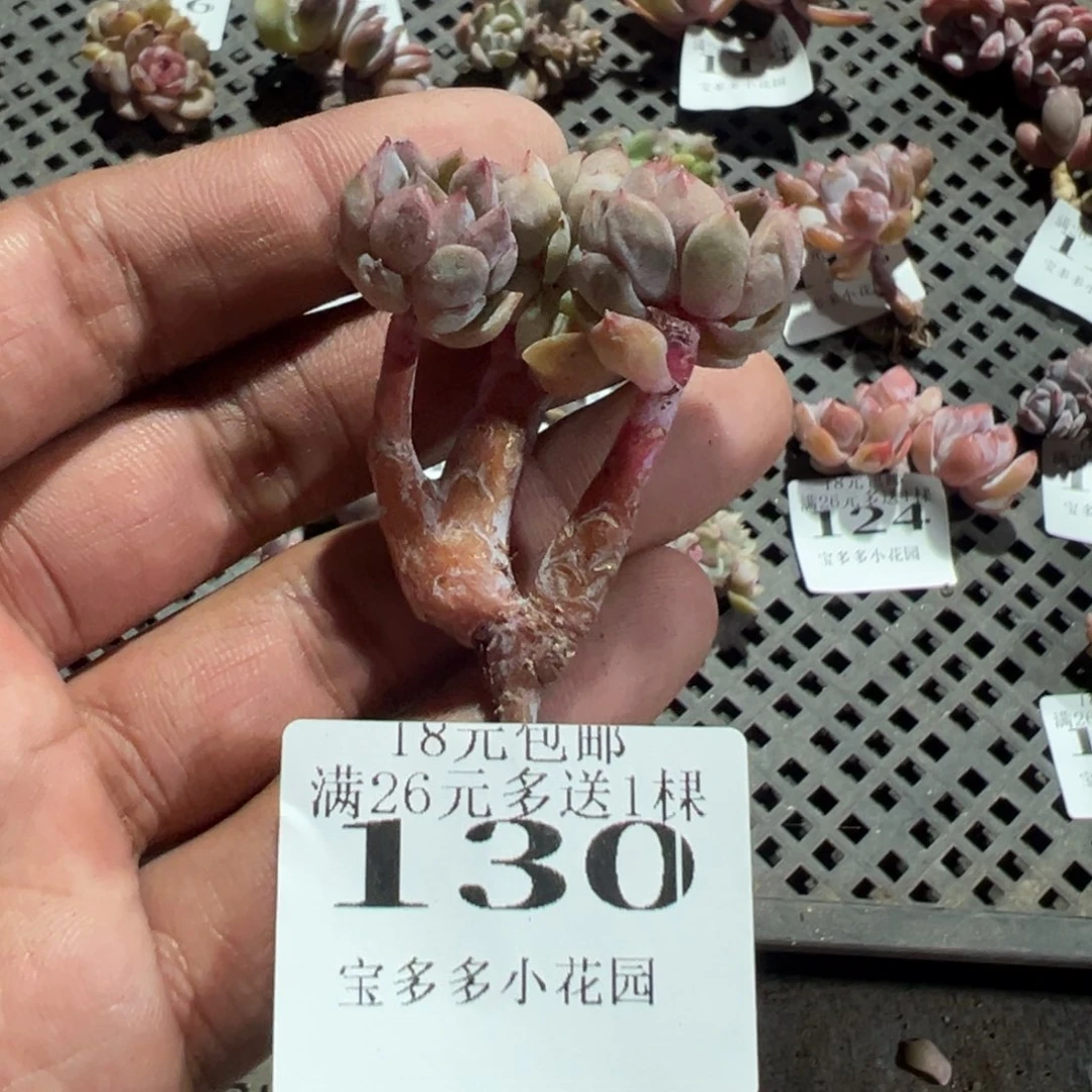 130号四头草莓冰沙小老桩一物一拍
