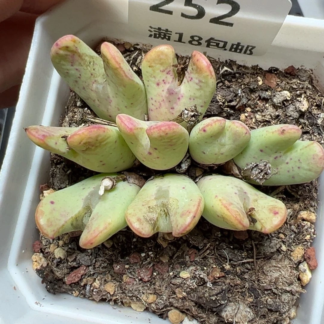 【闪购商品】252……