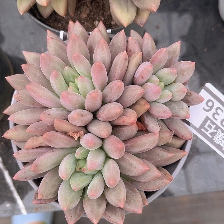 水晶球10236多肉植物