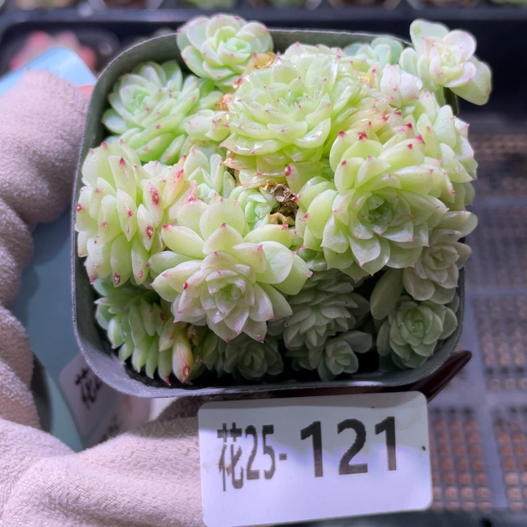 花利美25-121麦秆群
