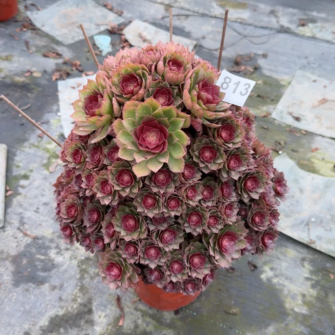 铁****子813多肉植物桃花石