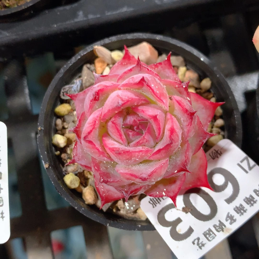 5CM拇指盆精控多肉ZI603