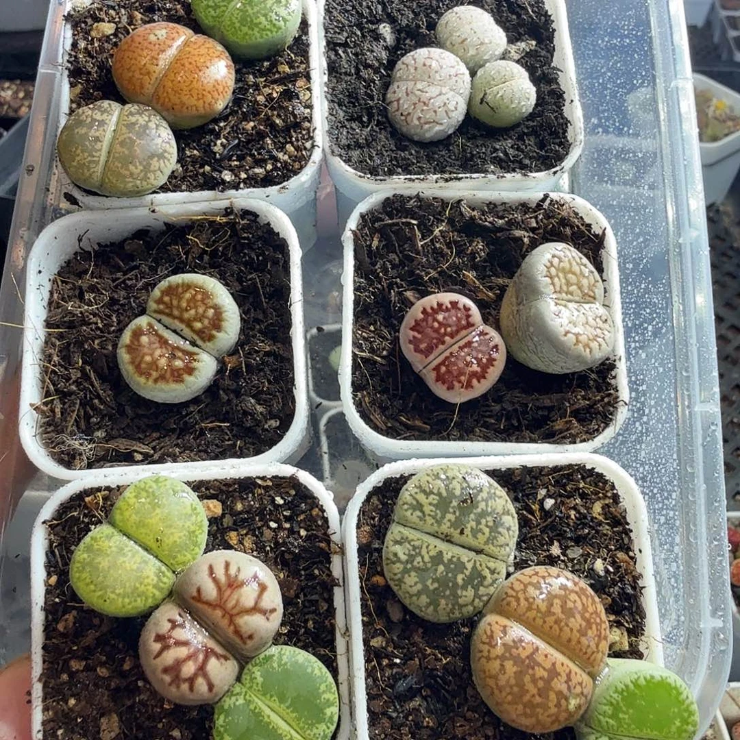 开***心我的小伙伴也太会380