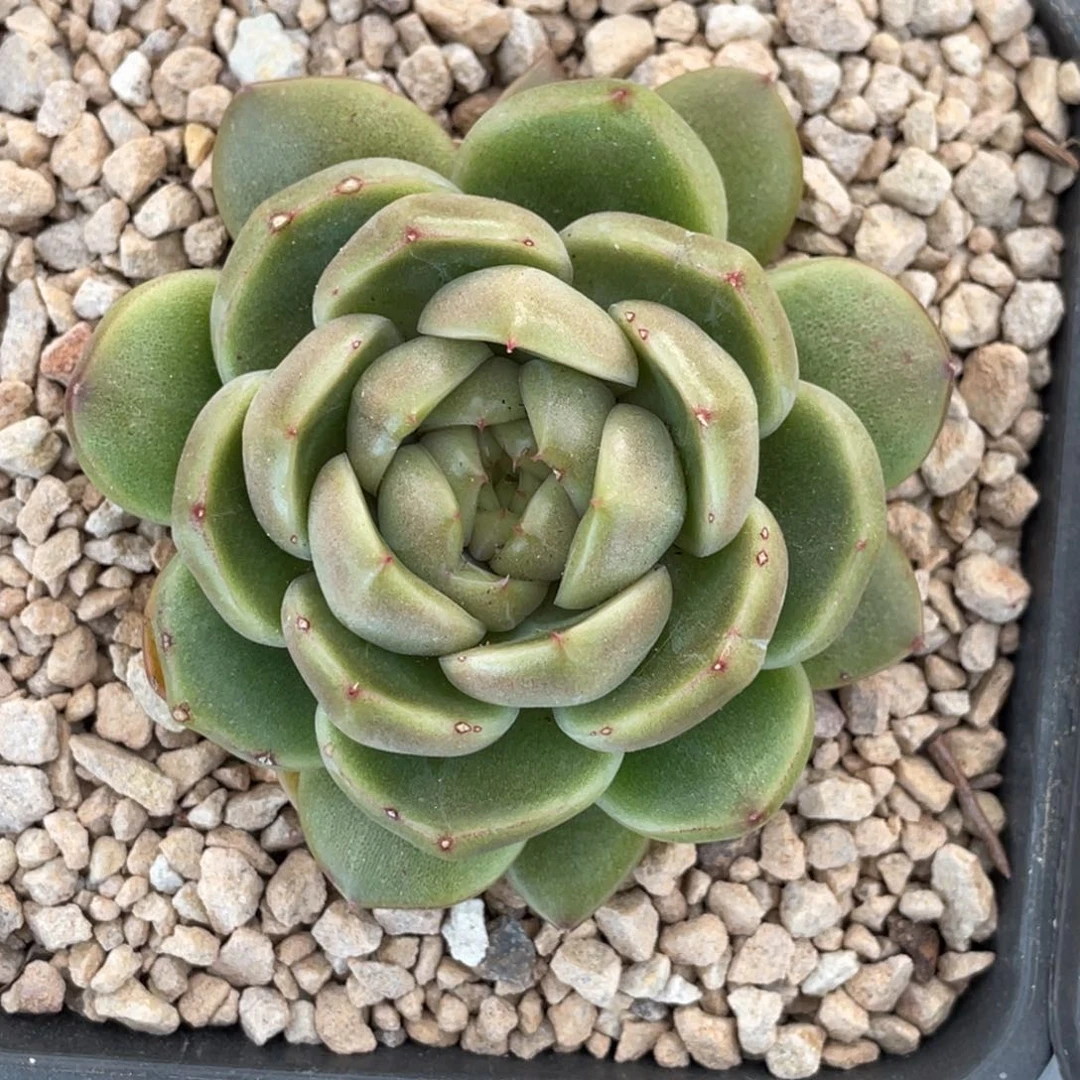 蓝水鬼单头8公分左右