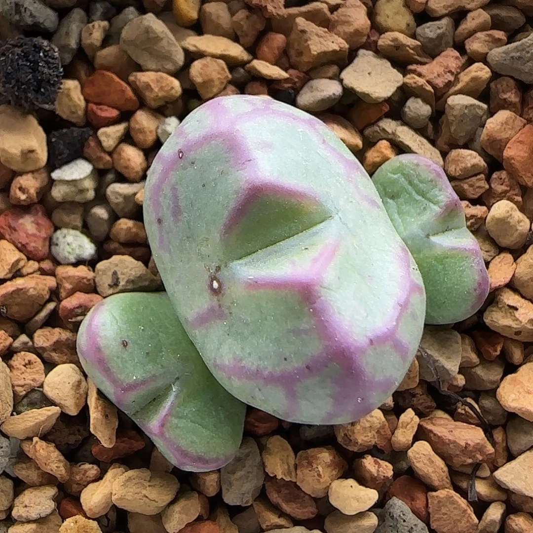 11-24-6-1当天满38包邮少将杂交脱土