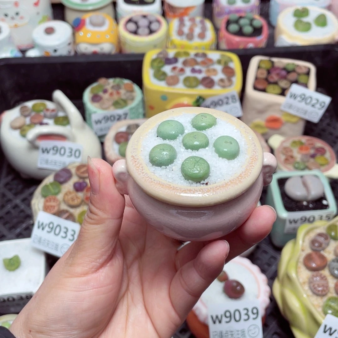 w9042 -零下地区拍保温箱 -15支持寄养