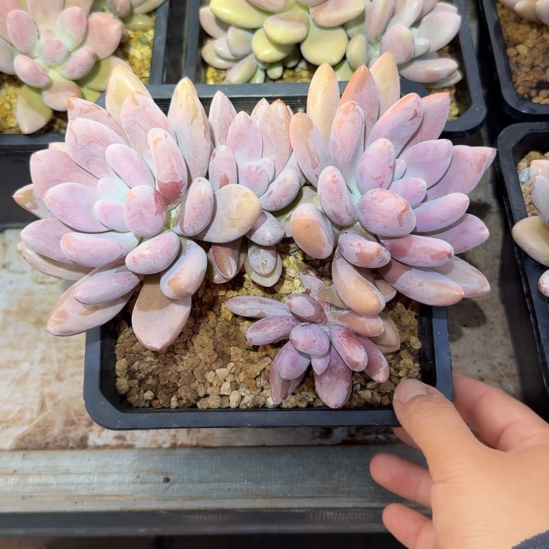 原始虞美人精控无砍老桩