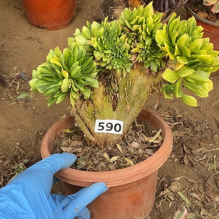 590翡翠琉璃老庄缀化老板子