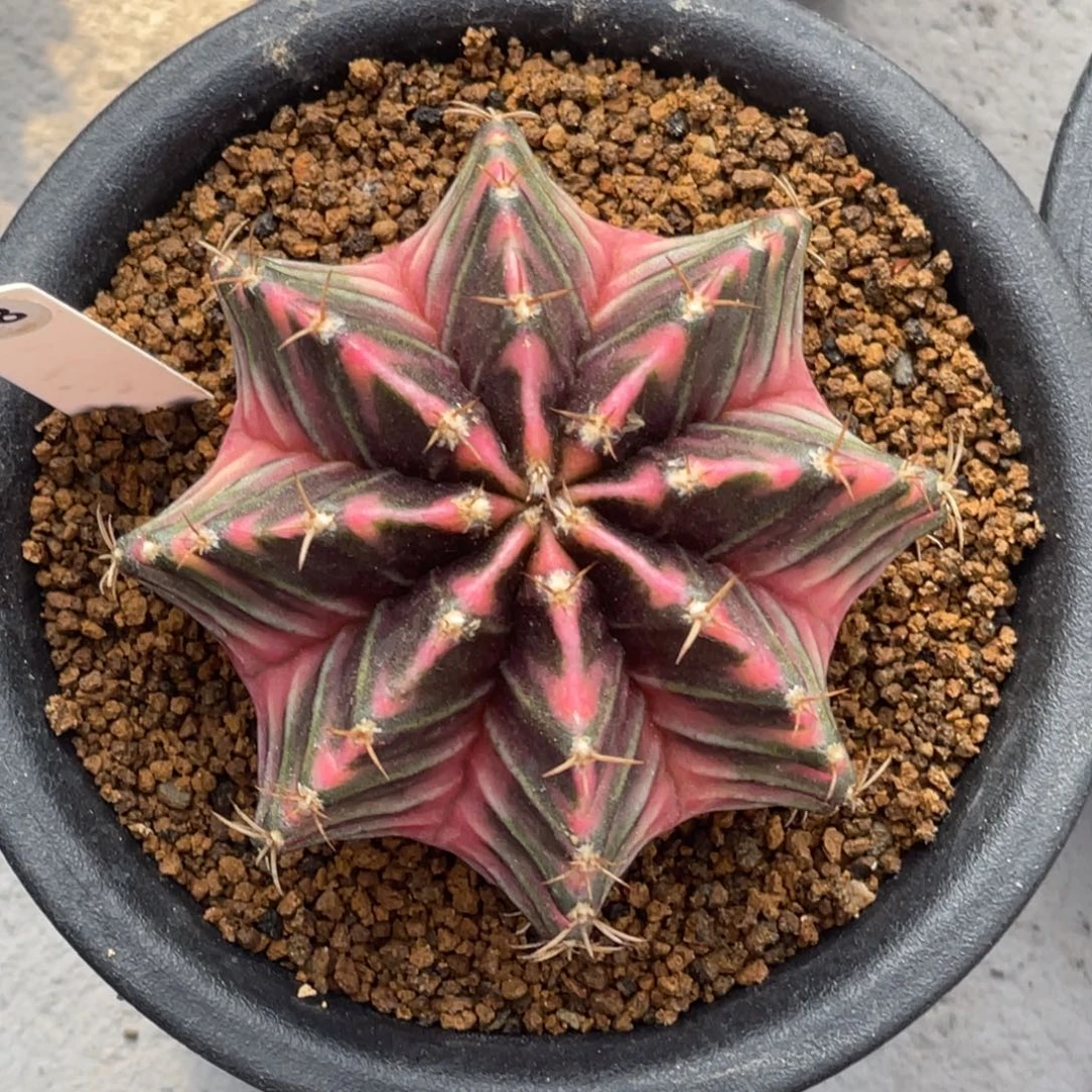 当前无花朵，栽培后可花朵粉臀虎斑棱背锦