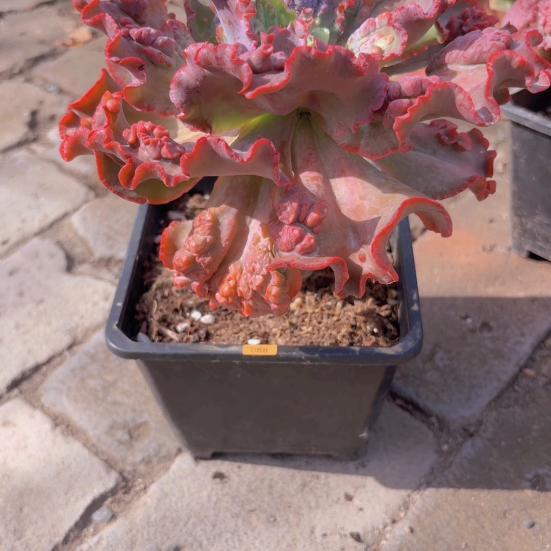 点***逗一物一拍编号088