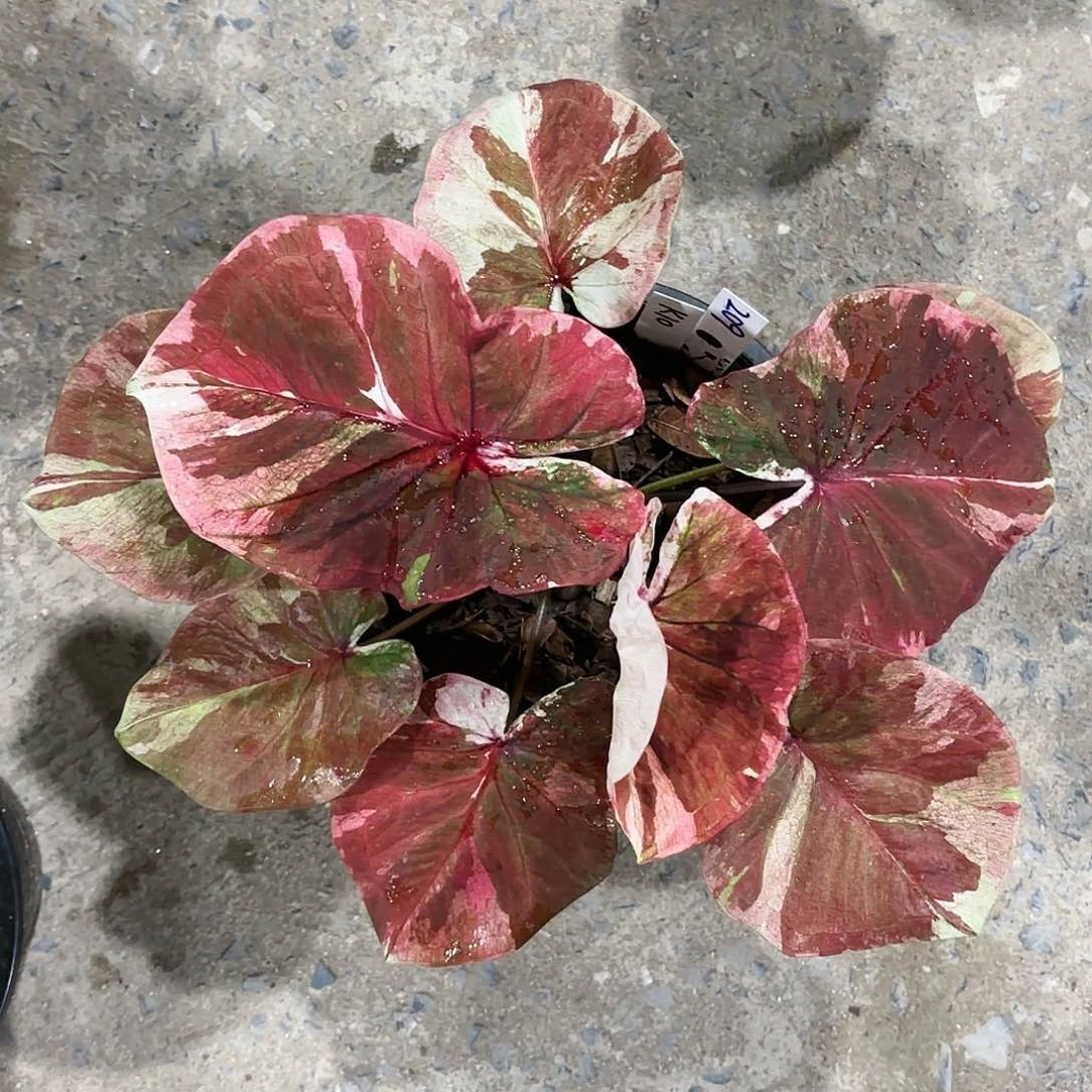 妮*209-0117彩叶芋泰国发货