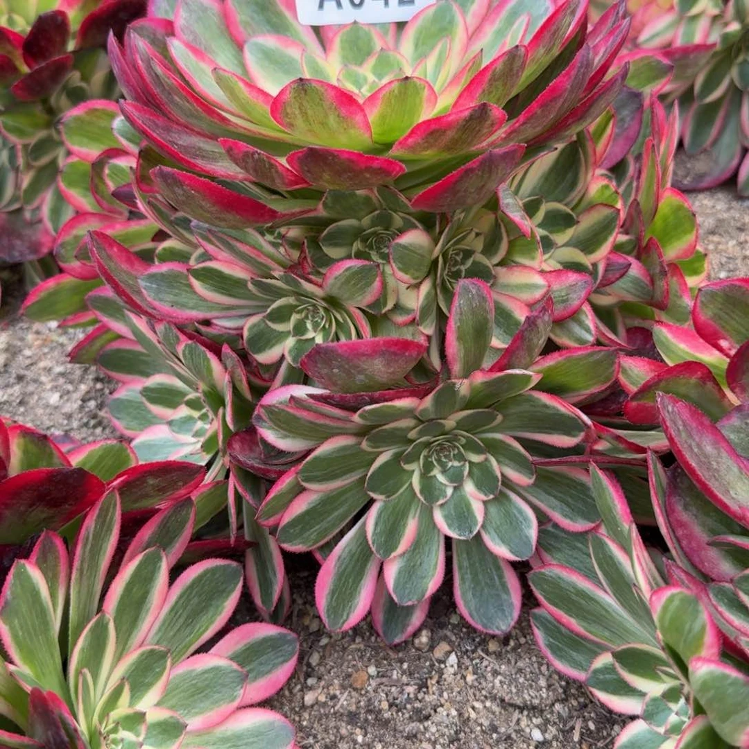 静*042云荷。多肉植物