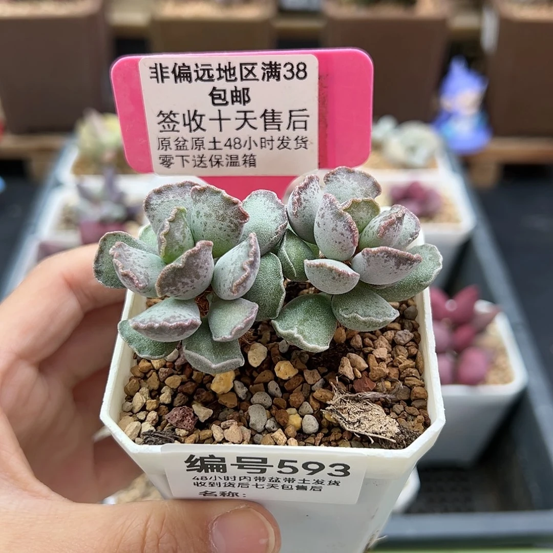 傲****?593毛库博多肉植物