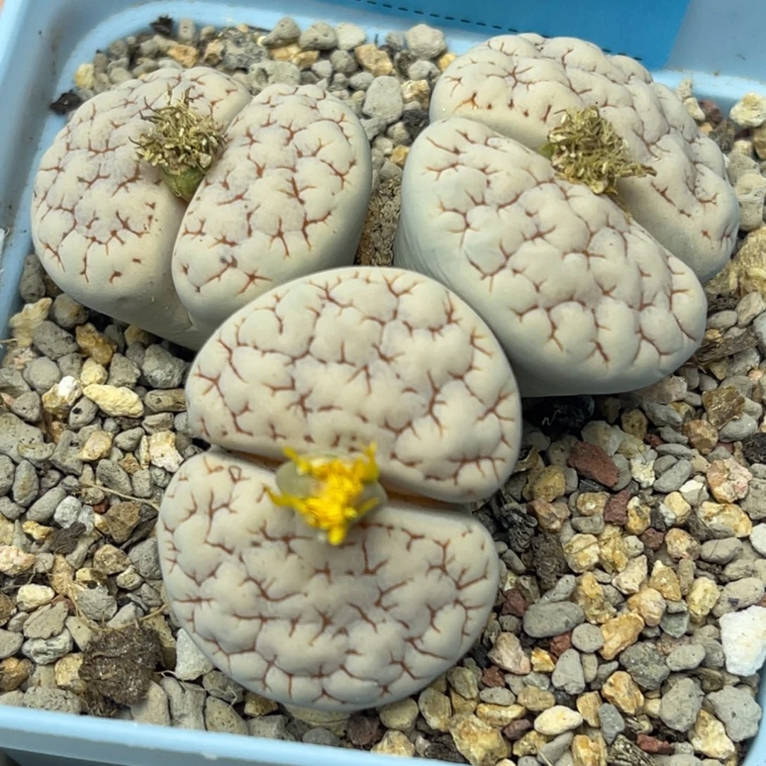 7077三头红蜜纹189群一颗