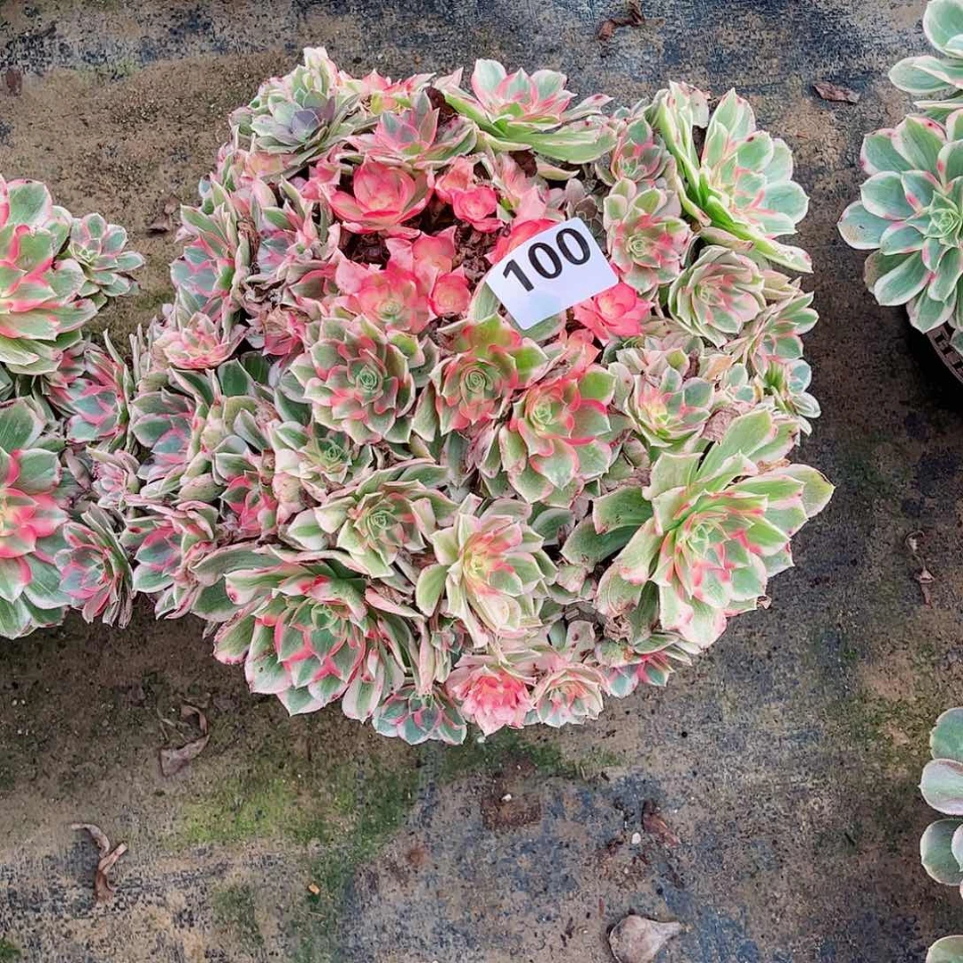 无花朵丹*多肉植物100