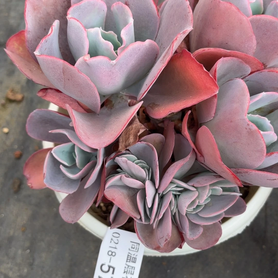 同温层多肉57蓝玫瑰