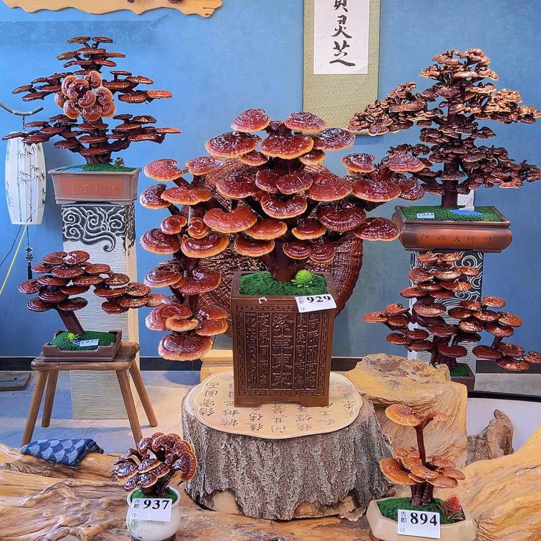 无花朵86668888899