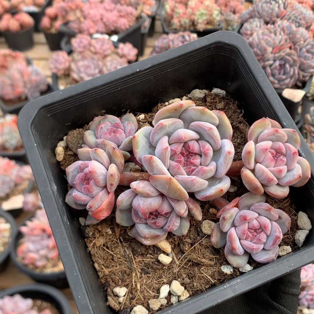 12厘米6头突尼斯 飘枝 无砍 5952