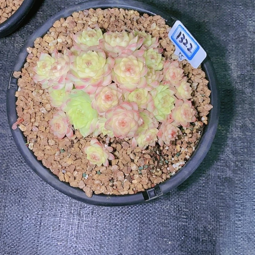 【闪购商品】晨***悟1322