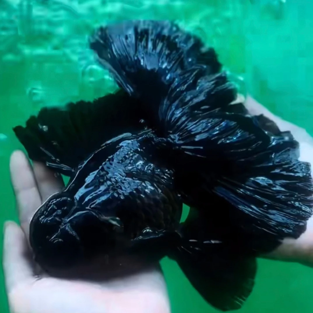 精品泰狮观赏鱼（到货需开箱视频售后）