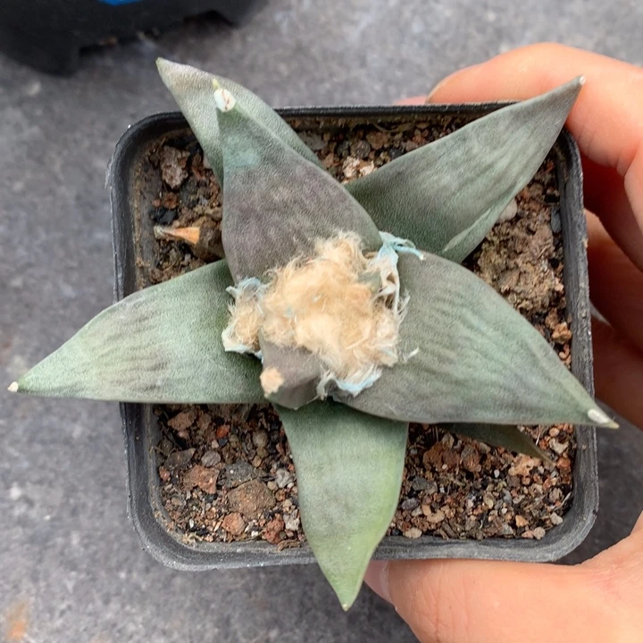 实生实生牡丹仙人球