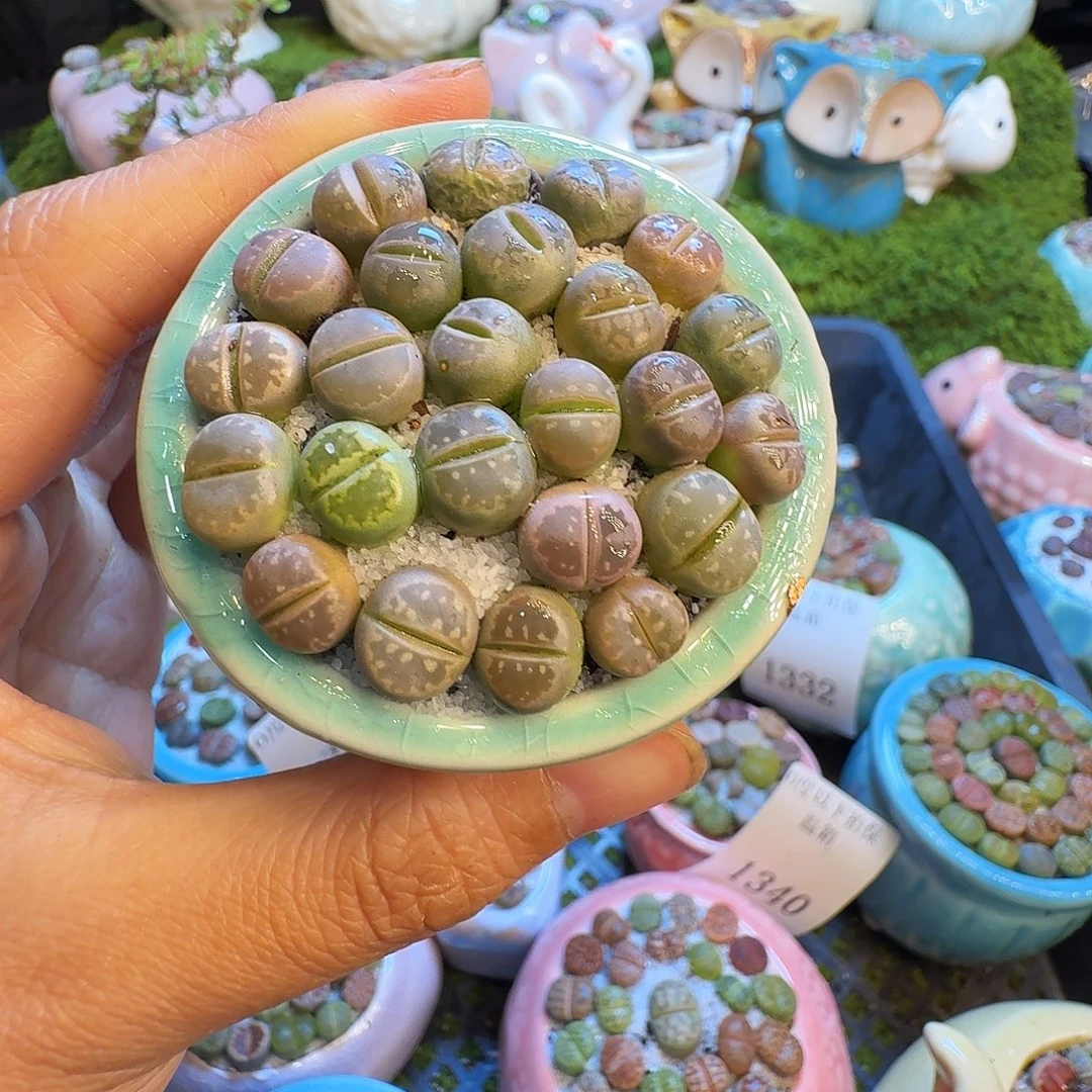 我***子多肉植物福利冲1344