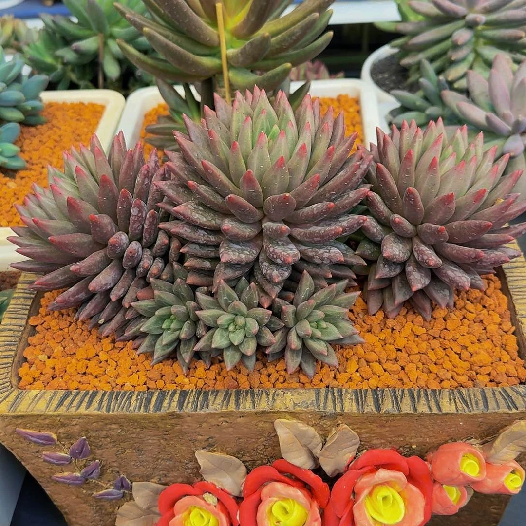 水晶球大群竞拍价格