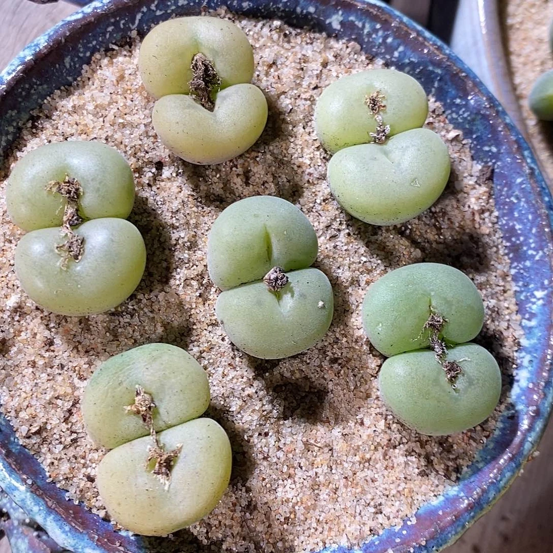 一颗双头母本孔卡佛。