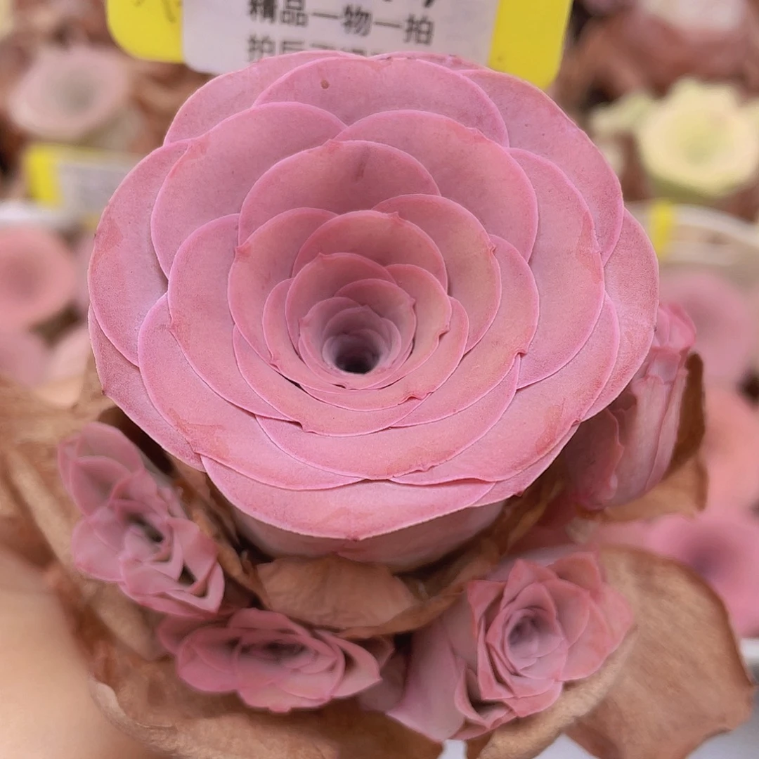 山地玫瑰Z077满38包邮裸根发货