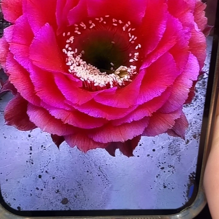 香香81侧芽2.5公分左右