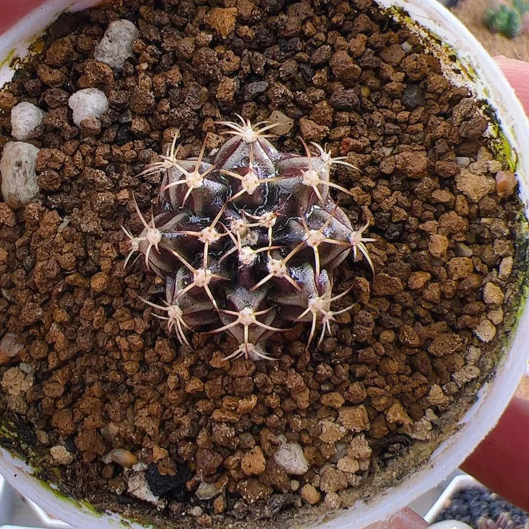 大部分开放少量花苞a695