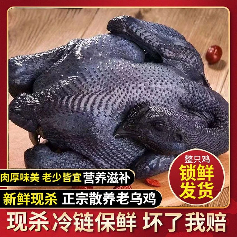 正宗乌鸡农家散养土鸡白凤乌骨鸡新鲜现杀乌鸡滋补煲汤月子鸡整只
